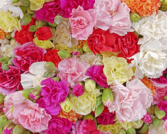 Carnation Hardy Border Mixed Seeds -