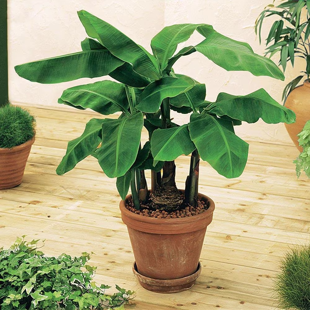 Dwarf Banana Musa Acuminata Houseplant Seeds - Tropical Indoor House Plant 5 Fresh Rare Easy To Grow