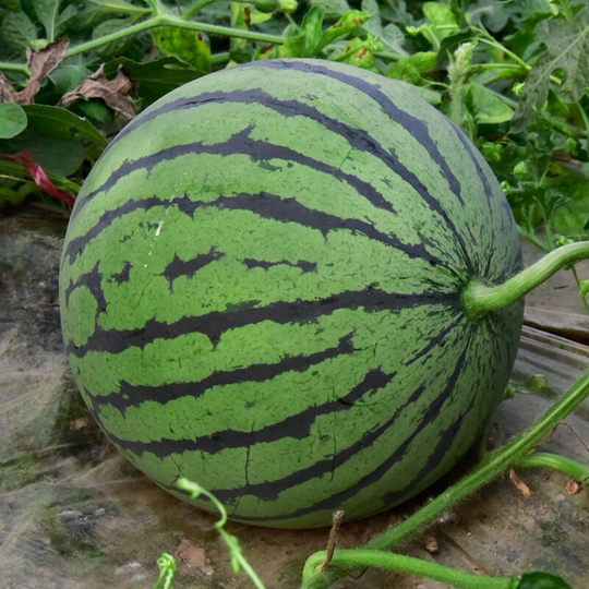 Watermelon seeds 3g aromatic fruit seeds for garden patio balcony