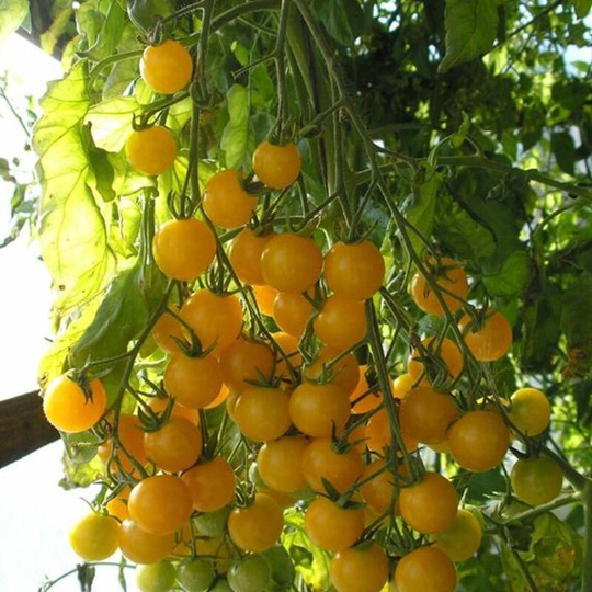 Cherry Tomato Goldkrone Seeds Open-Pollinating Non Gmo For Planting | 204575
