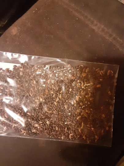 Dragon Spruce Tree Seeds
