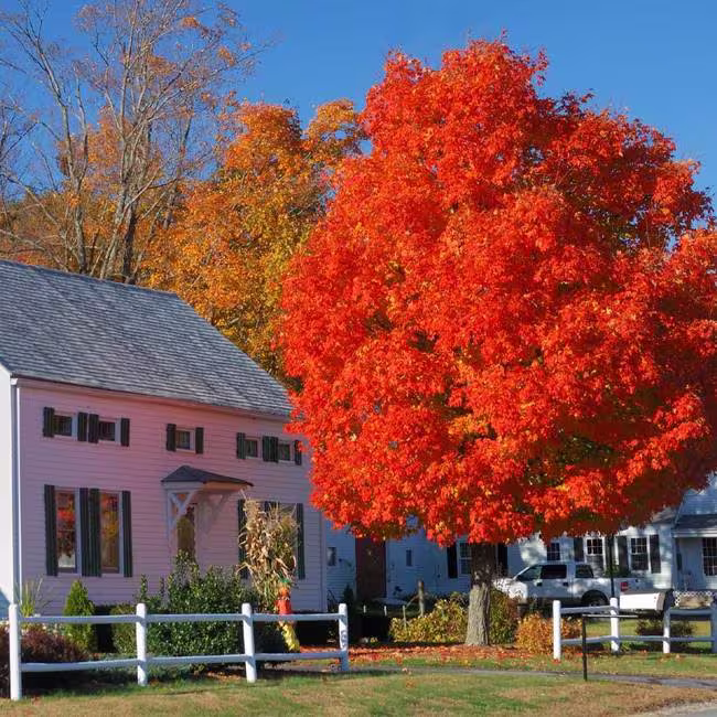 Red Maple Tree | Acer Rubrum Seeds - Northern Variety