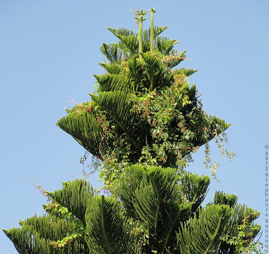 15 X Australian Pine Tree Seeds. Casuarina Equisetifolia