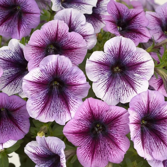 Bin#2R6D8 Trilogy Purple Vein Trailing 25 Pelleted Petunia Seeds Flower
