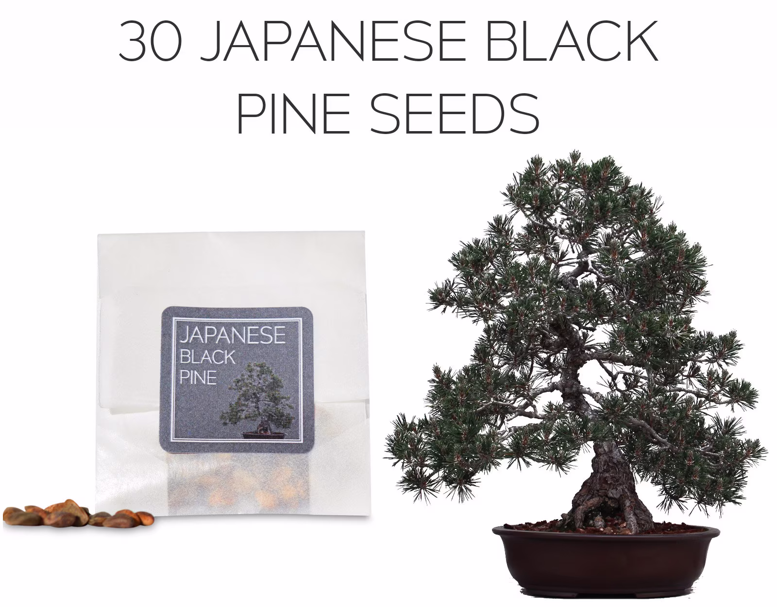 30 Japanese Black Pine Bonsai Seeds | Grow Your Own Tree Pinus Thunbergii Growing Guide Beginners & Enthusiasts