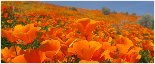 200 Orange California Poppy Seeds, Beautiful Cut Flowers, Self Seeding