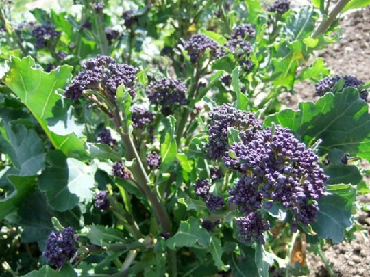 Vegetable - Broccoli Purple Early Sprouting | Organic 500 Premium Quality Seeds