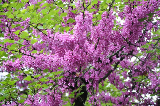 50 X Pink Flowering Judas Tree Seeds Cercis Siliquastrum