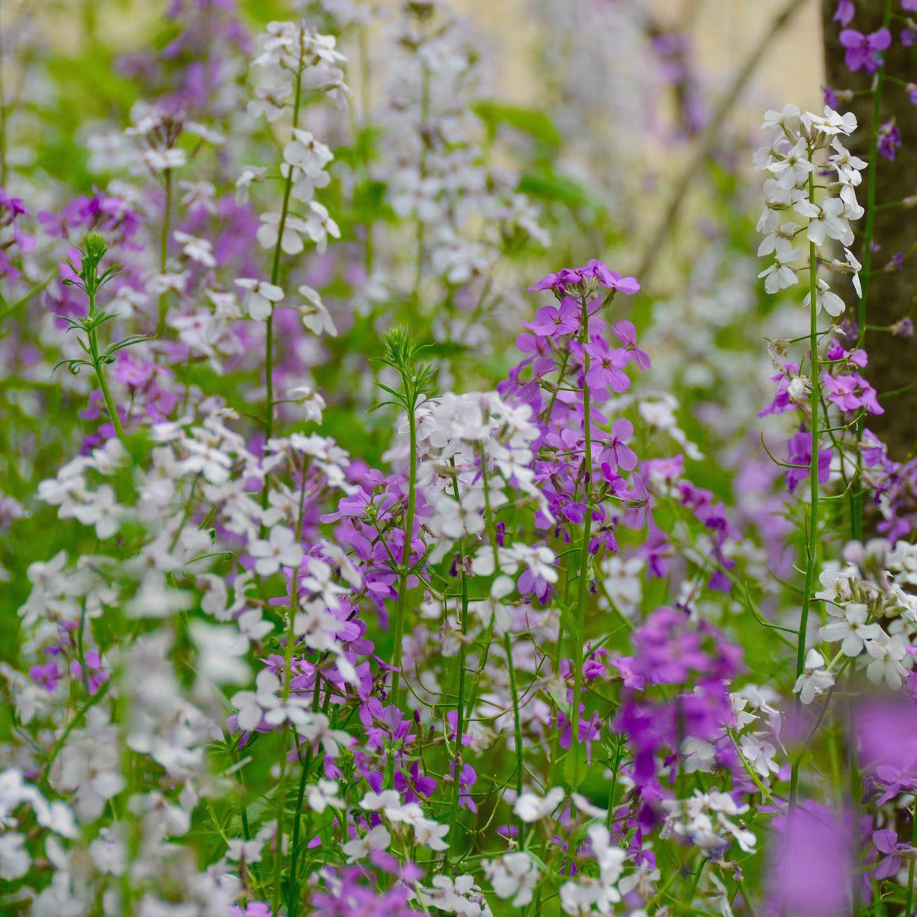 200 Pcs Dame's Rocket Seeds-Fl646-Hesperis Matronalis-Excellent Perennial
