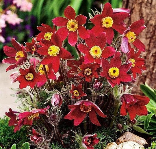 Pasqueflower Red 100 Seeds, Fresh, Easy To Grow