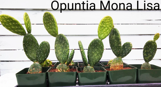 Mona Lisa Prickly Pear Cactus Opuntia