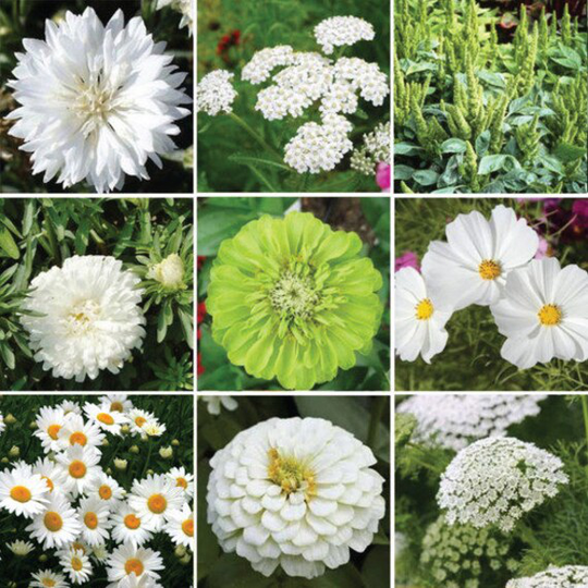 Zinnia Green & White Seed Mix With Envy Per Seed 50