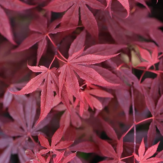 12 X Redleaf Japanese Maple Tree Seeds | Acer Palmatum Atropurpureum