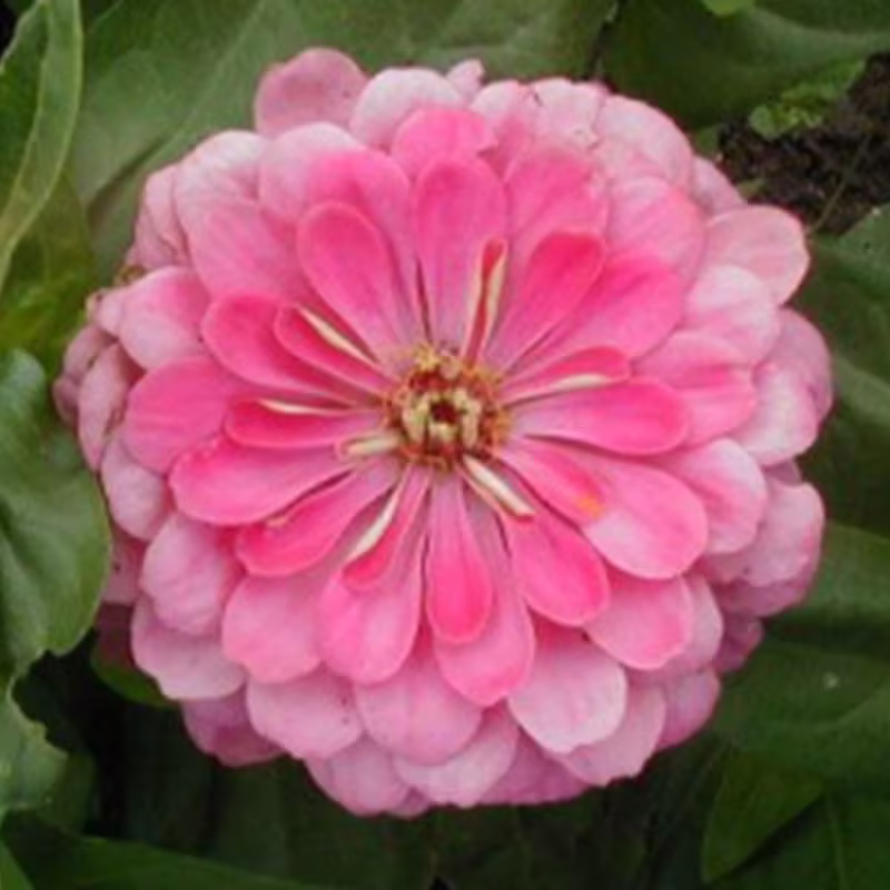 Dwarf Zinnia Pink Seeds Annual Flowering Non Gmo For Planting | 201840