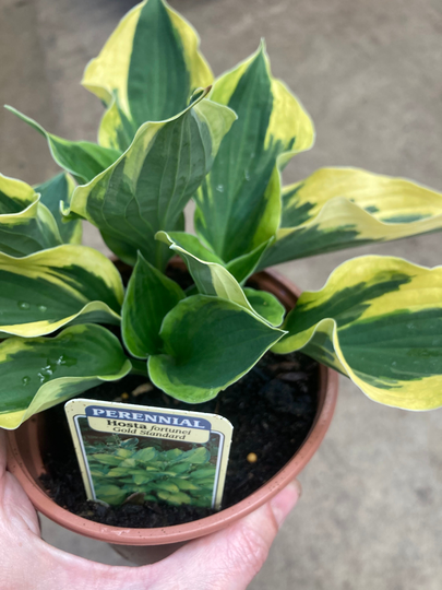 Hosta Fortunei