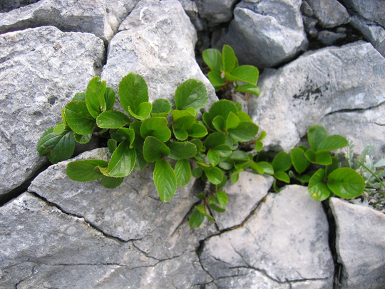 10 Rhamnus Pumila Seeds