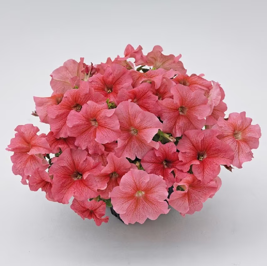 Petunia Seeds Success 360 Salmon Vein 250 Thru 1, 000 Pelleted