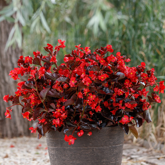Begonia Seeds Viking Red On Chocolate 50 Thru 200 Pelleted Basket