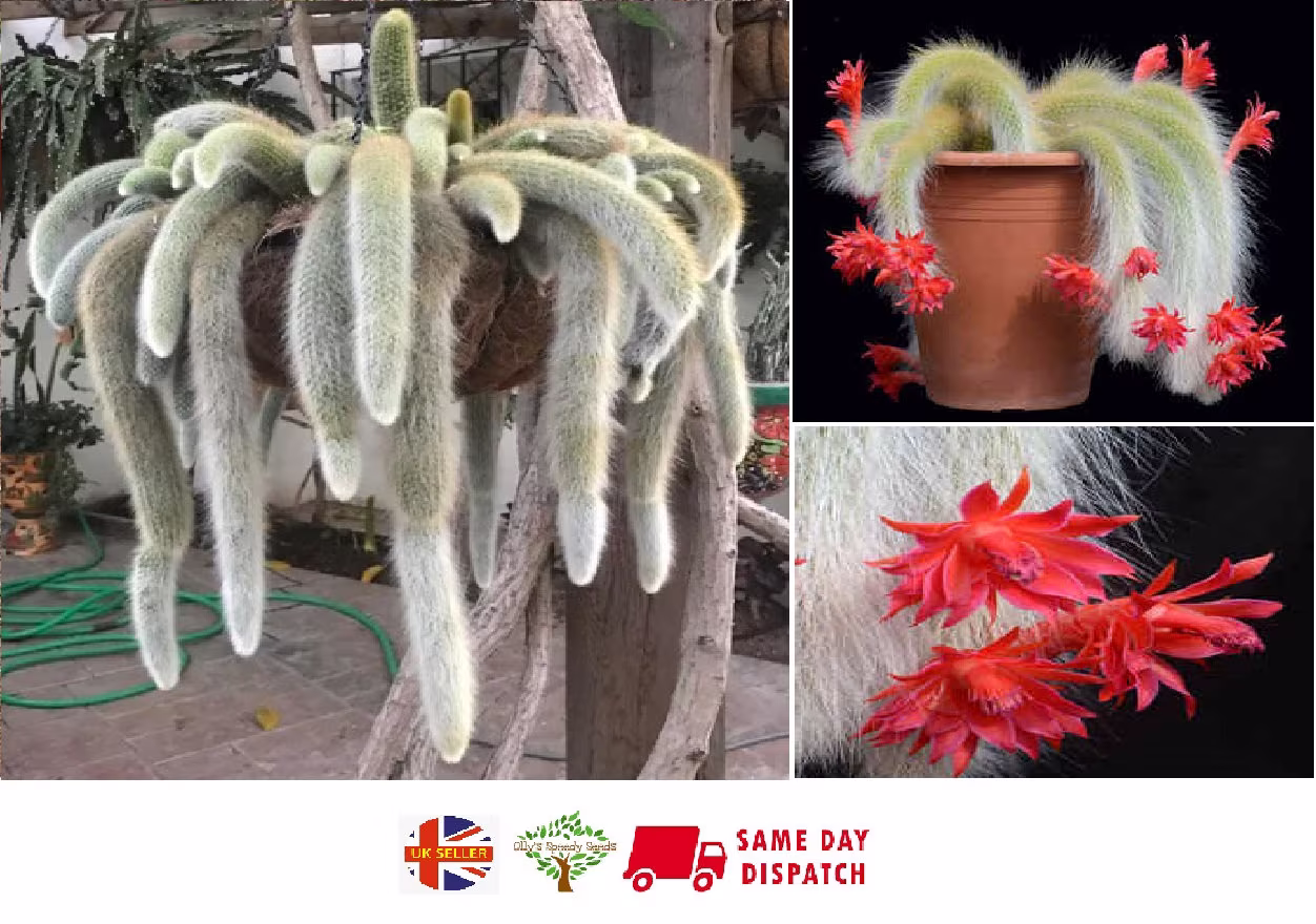 Monkey Tail Cactus | Cleistocactus Colademononis | 20+ Seeds Same Day Dispatch