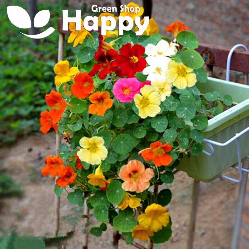 Nasturtium Dwarf - Whirleybird Double 20 Seeds Tropaeolum Nanum