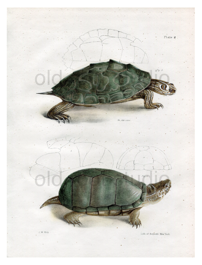 Hand Colored, Original Antique Print Of The Pseudo Geographic Tortoise & Mud Turtle, 1842. Illustration Salt Water Ocean