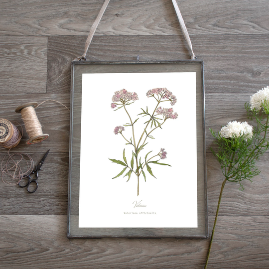 Valerian Pink Herb Botanical Print, Plant Illustration, Wall Art