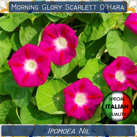 40+ Morning Glory Scarlett O'hara Seeds, Ipomoea Nil Japanese Ipomea Scarlet #fi562