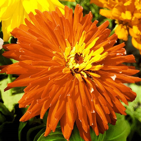 Elegant Zinnia Cactus Orange Seeds Annual Flowering Non Gmo For Planting | 202694