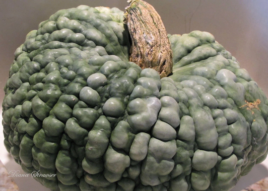 Vegetable - Italian Winter Squash Marina Di Chioggia 8 Premium Quality Seeds