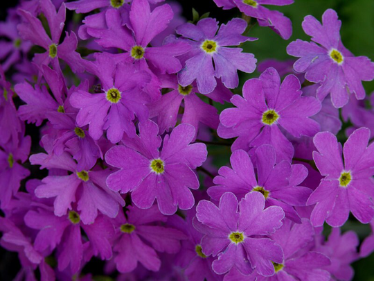 Primula Cortusoides Hort Seed