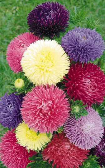 Aster Gala Mixed, Approx. 50 Seeds, Cut Flower & Summer Bedding Plants