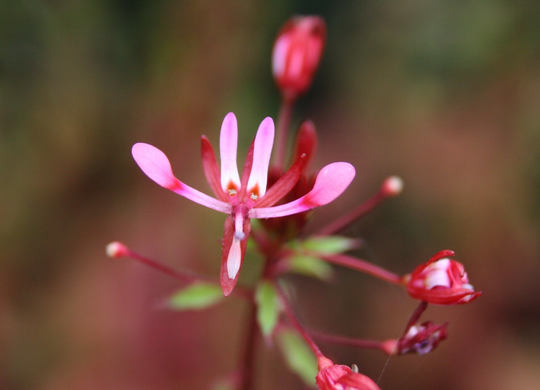 10 Lopezia Racemosa Seeds, Mosquito Flower Seeds