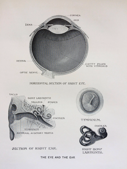 1920S Original Antique Matted Anatomical Print - The Eye & The Ear Anatomy Medicine Biology Senses Cornea Tympanum