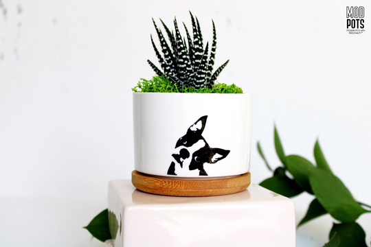 Boston Terrier, Bulldog, French English Head Tilt, Terrier Gifts, Dog Lover Gift