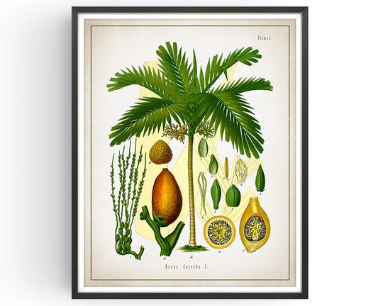 Betel Nut - Botanical Print Vintage Aromatherapy Art Medicinal Plant Botany Decor Kitchen Unframed