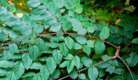 Kentucky Coffee Tree Seeds For Planting - Gymnocladus Dioicus Made in Usa, Ships From Iowa
