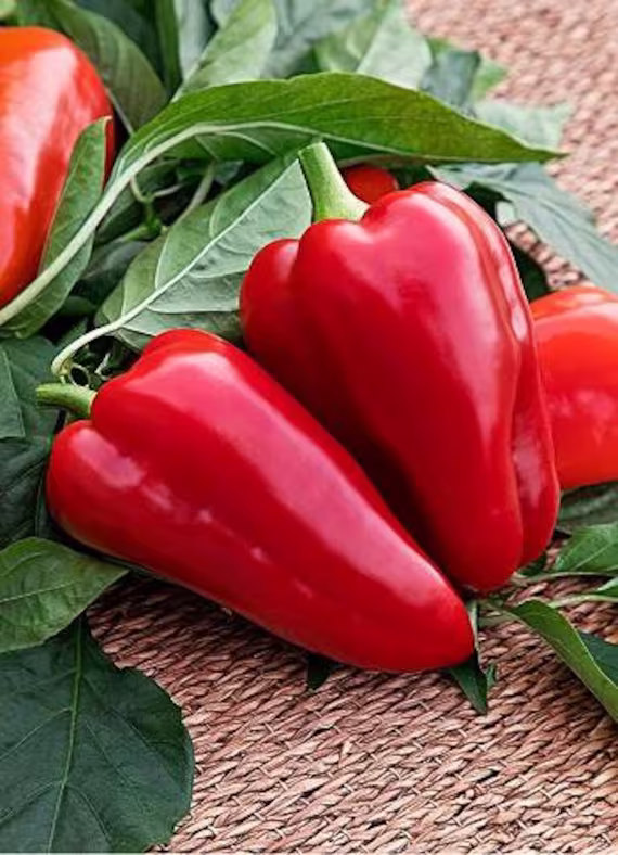 Sweet Pepper Victoria Seeds