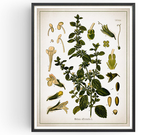 Lemon Balm - Botanical Print Vintage Melissa Art Medicinal Plant Botany Decor Kitchen Unframed