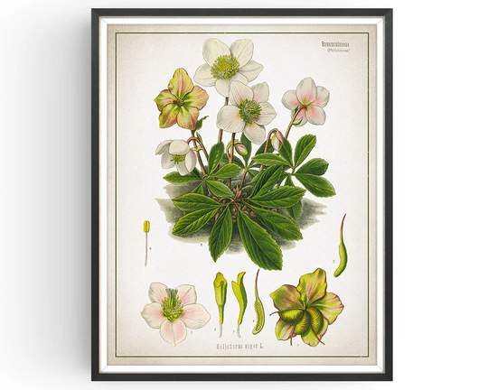 Christmas Rose - Botanical Print Helleborus Art Vintage Medicinal Plant Botany Decor Home Unframed