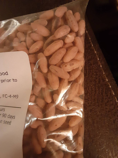 Japanese Cornel Dogwood. | Asiatic Dogwood Tree Seeds