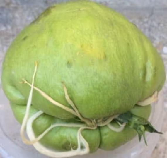 2 Chayote Seeds Bulbs - Chow Squash, Mirliton, Choko Plant Sprouted & Ready To | UK Seller