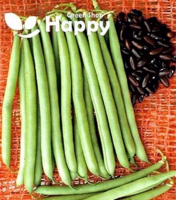 Bush Bean - Early Sunray Brown -50 Seed Green Pod Heirloom Seeds Vegetable