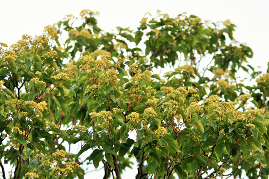 2 Packs Of 10 Seeds Each Japanese Raisin Tree -Read Description-Container Or Standard Gardening -Hovenia Dulcis