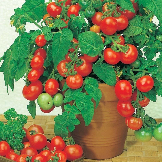 Vegetable - Tomato Dwarf Rotkappchen 10 Premium Quality Seeds
