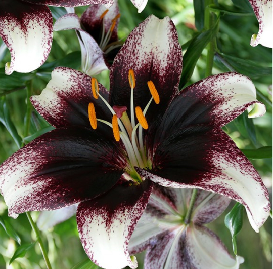 Lilium Stracciatella Event 20 Seeds