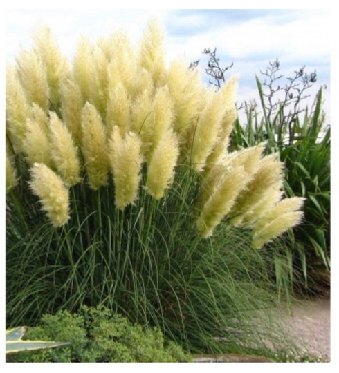 Pampas Grass Seeds, Natural Seeds, Unique White Plumes Handmade Gardening Fresh Ornamental Grass Outdoor Plant Seeds