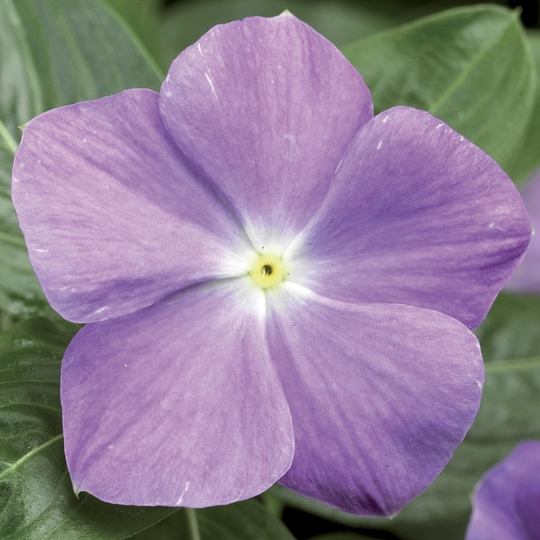 Vinca Seeds Sunstorm Light Blue 100 Thru 500 Catharanthus Roseus