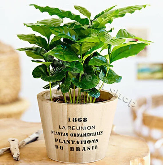 10 Seeds Coffee Plant - Tropical Coffee House Plant Coffea Arabica Nana