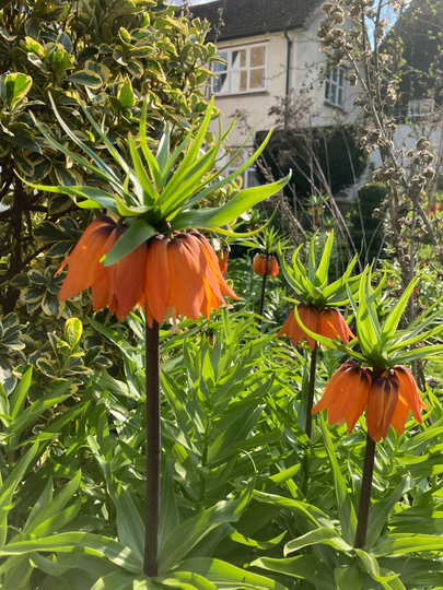 Bulbs Of Fritillaria Imperialis