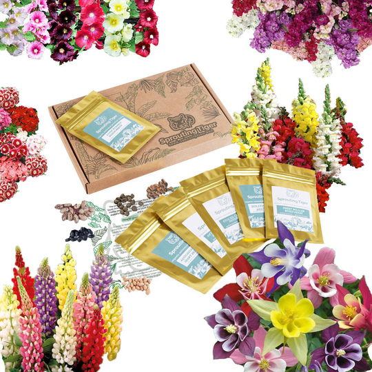 Grow Your Own Multicoloured Bedding Flowers Gift